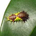 Cup Moth Caterpillar