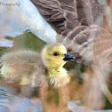 Canada Geese