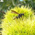 Wasps