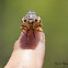 Cicada