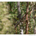 House Wren (juvenile)