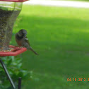 House sparrow (male)