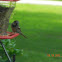 House sparrow (male)