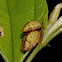 Tortoise Beetles