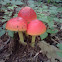 Mushroom