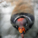King Vulture