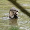 Smooth-coated Otter