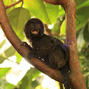 Goeldi's marmoset