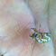 "Florida Hieroglyphic Cicada"