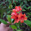 Azalea