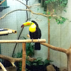 Keel-billed Toucan