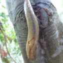 Red triangle Slug