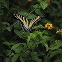 Eastern Tiger Swallowtail (Female)