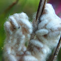 Parasitic Wasp Larva