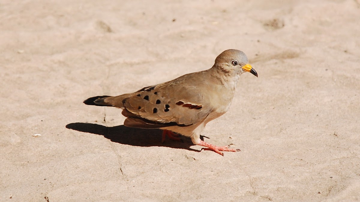 Croaking Ground Dove, Tortolita Quiguagua