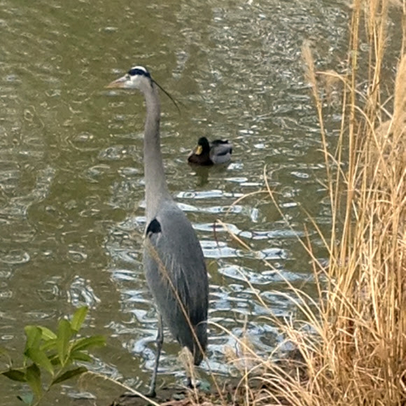 Spotting Image 1