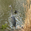 Great blue heron