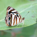 Mexican Sailor (male)
