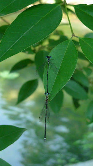 Spotting Image 1