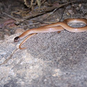 Black-headed Snake