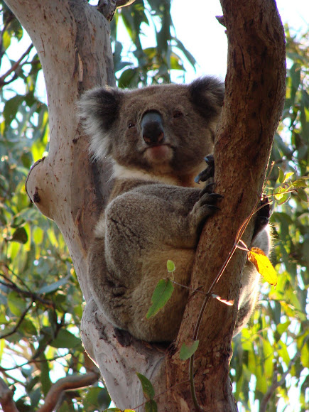 Spotting Image 1
