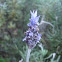 Lavendar