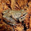 Upland Chorus Frog