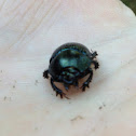 Eger's Earth Boring Beetle