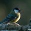 Great tit, Carbonero común