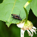 Long horn beetle