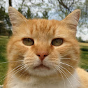 domestic cat