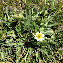 marsh marigold