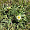 marsh marigold