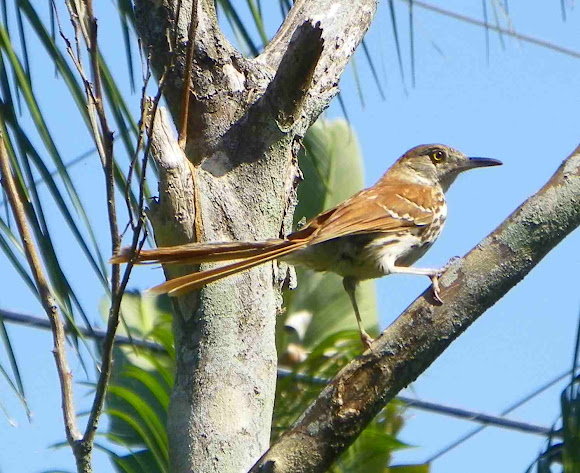 Spotting Image 1