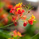 Peacock Flower