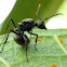 Ant