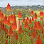 Kniphofia-Red hot poker