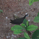 Unknown spotting