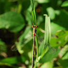 Northern Spreadwing