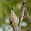 Ruby-crowned Kinglet