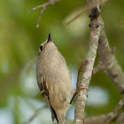 Ruby-crowned Kinglet