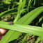 Broad-Nosed Weevil