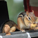 Chipmunk