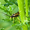 scorpion wasp