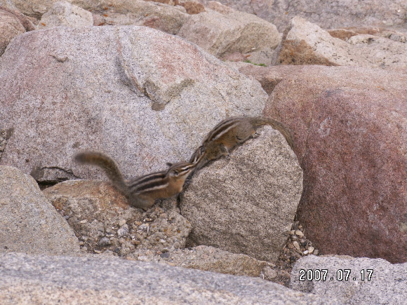 Spotting Image 1
