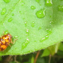 Case-bearing Leaf Beetle