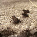 Toad