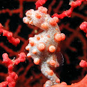 Pygmy Seahorse
