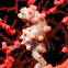 Pygmy Seahorse