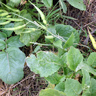 Wild radish